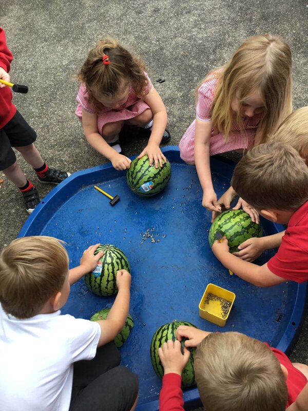 Image of Nursery-Summer themed activities